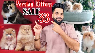 Persian Cats For Sale  Cute persian kittens  persian cat  persian cat price in india  cats sale [upl. by Hogg]