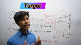 Turgor  Turgidity In Plants  Structure and function of cell [upl. by Reedy]