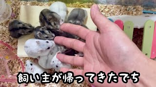 飼い主の帰宅直後のハムスターたちの様子がかわいすぎた【ジャンガリアン】 [upl. by Aneed]