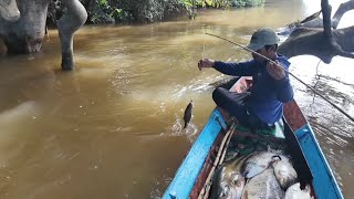 IKAN TAWES DAN IKAN KELABAU JUMBO [upl. by Iphagenia]