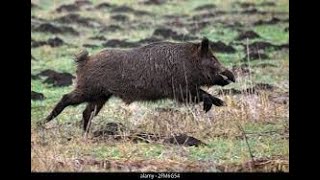 Caccia al cinghiale TOSCANA 2022 Tris di padelle Chasse aux sangliers [upl. by Rtoip]