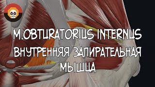 Внутренняя запирательная мышца m obturatorius internus 3D Анатомия [upl. by Oicneconi]