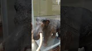 Mastodonte Mamut y elefante comparación a escala [upl. by Cicero]