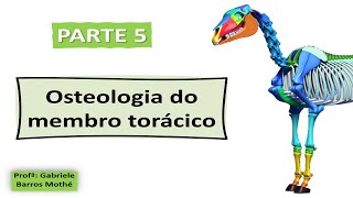 OSTEOLOGIA DO MEMBRO TORÁCICO  parte 5 anatomia veterinária [upl. by Burrow]