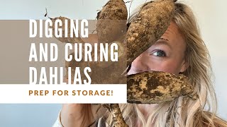 Digging and curing dahlia tubers for storage [upl. by Nnasor]