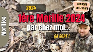 1ere Morille 2024 région de Liège Morchella sort [upl. by Zeugirdor204]