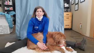 Help your dog with hip dysplasia [upl. by Ahmad]