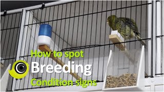 How to spot when birds are ready to breed [upl. by Jangro]