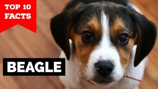 Beagle  Top 10 Facts [upl. by Kara-Lynn118]