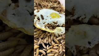 Maggots vs Egg 🤢 shorts timelapse maggots bsfl [upl. by Nnasor]