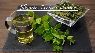 Pfefferminze  Minze schneiden bzw ernten und haltbar machen Kräutertee aus dem eigenen Garten [upl. by Leveroni]