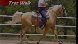 Gaits of the Missouri Fox Trotting Horse [upl. by Narine]