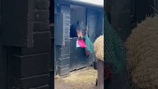 Aerona wants some more… horse equestrian pony comedy funny showhorse welshsectiond scottish [upl. by Haimes]