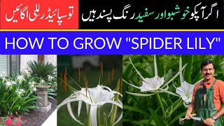 How to grow quotSPIDER LILYquot at home Fragrant Flower  Gardening With Javed Iqbal [upl. by Cynth]