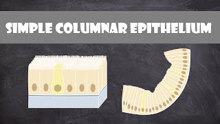 Simple Columnar Epithelium  Anatomy [upl. by Mahau]