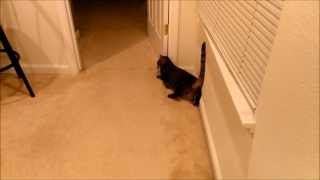 Cat with Vestibular Disease Tries to Walk Gets Frustrated [upl. by Gelb]