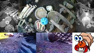 Time Lapse of Hermit Crab Live Stream Overnight October 21st  October 22nd 2024 60x [upl. by Alek]