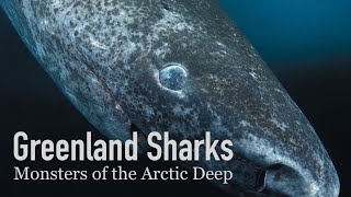 The 500YearOld Shark  Greenland Sharks [upl. by Hennebery]