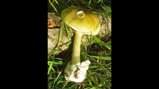 What happens when you eat death cap mushrooms Amanita Phalloides [upl. by Ledarf]