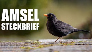 Die Amsel  Steckbrief Aussehen Gesang und mehr [upl. by Adanama]