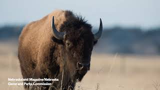 A Nebraska Ecosystem Grasslands [upl. by Janos]