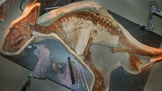 12 BEST Preserved Fossils [upl. by Eudosia]