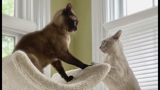 Adorable Burmese Cats are a Bonded Pair Cute Cats Simon amp Luna Playing Slow Dancing amp Snuggling [upl. by Doe841]