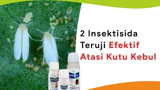 Efektif Teruji Movento dan Sivanto Atasi Kutu Kebul Cabe [upl. by Akaya964]