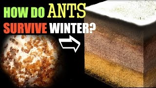 How Ants Survive the Winter [upl. by Zingg407]