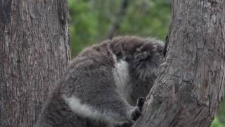 Violent koala interaction [upl. by Butte]