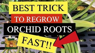 HOW TO REGROW ORCHID ROOTS FAST  VANDA ORCHID WITH NO ROOTS VANDA CARE SERIES PART 5 [upl. by Nit]