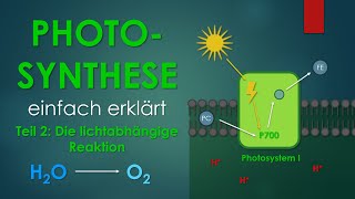 2 Die lichtabhängige Reaktion  PHOTOSYNTHESE einfach erklärt [upl. by Arotak]