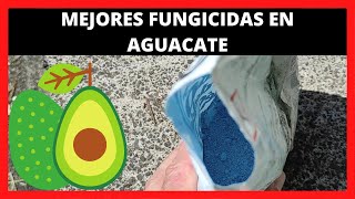 Cual es el MEJOR FUNGICIDA para el arboles de AGUACATE 🥑 [upl. by Fosdick]