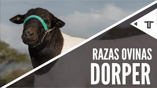 Dorper  Razas ovinas [upl. by Salem]