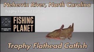 Fishing Planet Trophy Flathead Catfish Neherrin River North Carolina [upl. by Ardnoek]