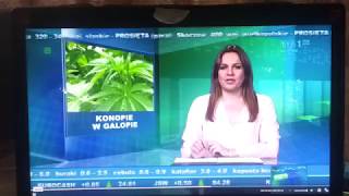 legalne uprawy konopi w Polsce TVP 1 agrobiznes [upl. by Marfe]