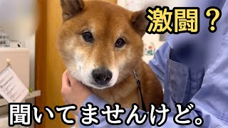 【健診】動物病院にて怪人センセーとの戦い [upl. by Tega]