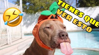 🐶🐱 Videos Random y Chistosos de Animales 😂 Compilación de Mascotas Graciosas [upl. by Carbone]