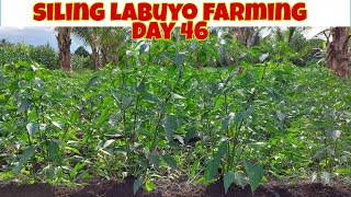 AGRITOP FOLIAR FERTILIZER Application in Siling Labuyo [upl. by Land437]