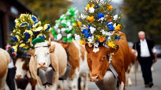 Switzerland Cows amp Cow Parade  Alpabzug Alpabfährt  4K UHD Video [upl. by Nizam]