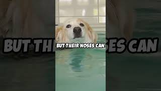 The Incredible Sense of Smell of Dogs facts shorts dogs animals pets didyouknow [upl. by Joerg912]