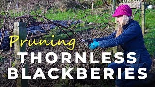 How to prune Thornless Blackberries [upl. by Adnirak978]