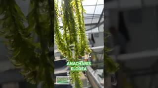 ANACHARIS ELODEA EASY LOW LIGHT AQUARIUM PLANT FOR SALE [upl. by Diana]