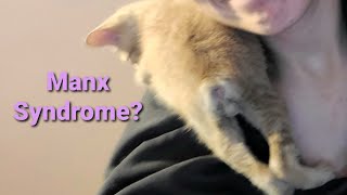 What is Manx Syndrome in Cats [upl. by Ennairrac]