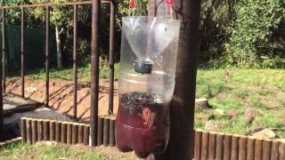 Killing Flies How to make a homemade fly trap [upl. by Reger410]