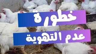 خطورة عدم التهوية فى تربية دجاج التسمين 😱  اهم اساسيات التربية للفراخ البيضاء 💯 [upl. by Sonni]