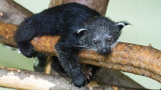 Binturong cubs set foot outside for the first time [upl. by Annayt]