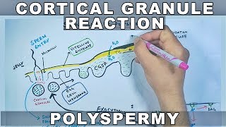 Cortical Reaction in Sea Urchin  Slow Blocks to Polyspermy [upl. by Yenal]