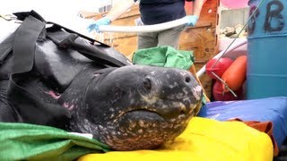 Leatherback Sea Turtle Release [upl. by Ebby664]