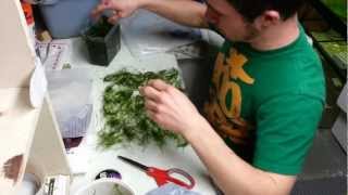 1 DIY Java Moss Wall or Carpet [upl. by Rosie262]